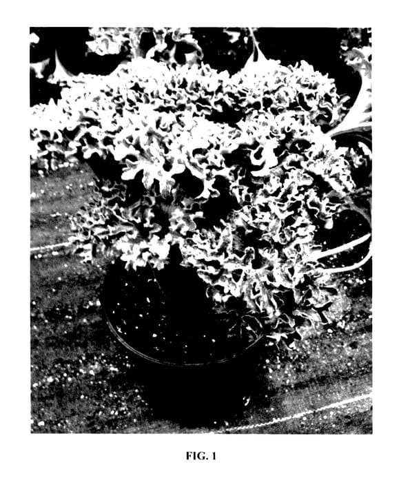 Figure 1 of US plant patent PP27654, the photograph of Wavy Gravy printed in the patent.