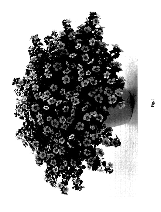 Figure 1 of US plant patent PP27655, the photograph of DCOPGPKHRT printed in the patent.