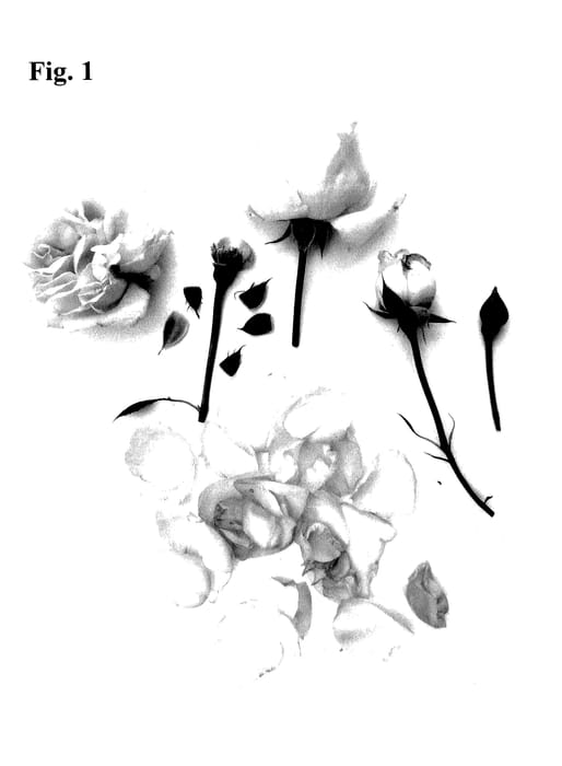 Figure 1 of US plant patent PP27656, the photograph of Poulren023 printed in the patent.