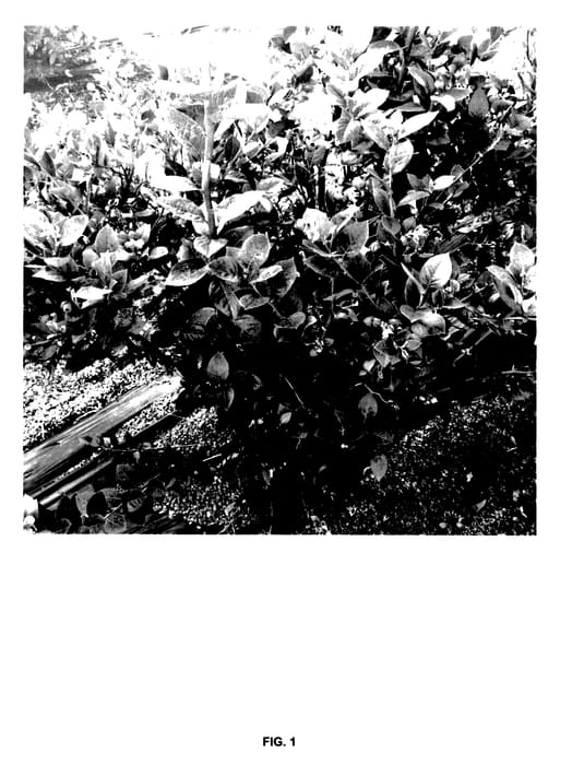 Figure 1 of US plant patent PP27658, the photograph of JAAC printed in the patent.
