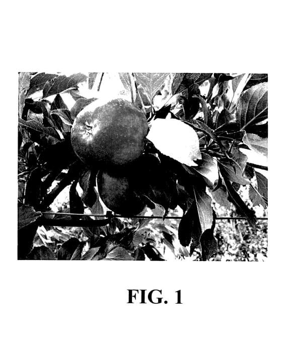 Figure 1 of US plant patent PP27659, the photograph of TCL3 printed in the patent.