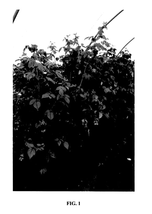 Figure 1 of US plant patent PP27660, the photograph of Glen Dee printed in the patent.