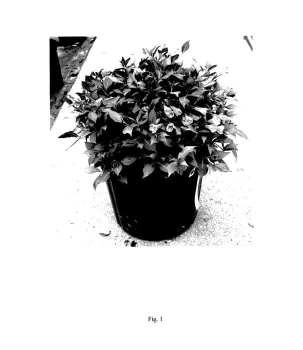 Figure 1 of US plant patent PP27661, the photograph of WFMOBLA printed in the patent.