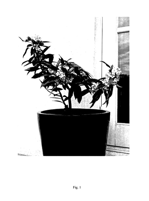 Figure 1 of US plant patent PP27662, the photograph of DAPJUR01 printed in the patent.