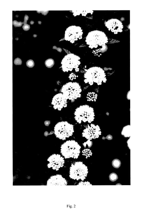 Figure 2 of US plant patent PP27663, the photograph of POIPD2 printed in the patent.