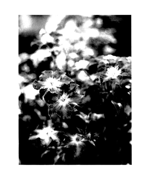 Figure 1 of US plant patent PP27664, the photograph of STEFAN FRANCZAK printed in the patent.