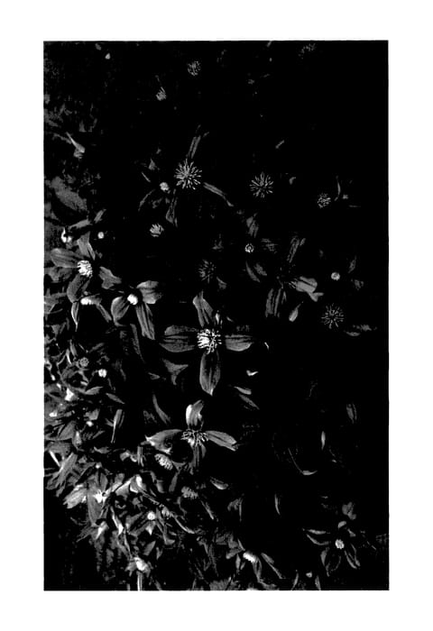 Figure 1 of US plant patent PP27665, the photograph of HJJ-HAZ01 printed in the patent.