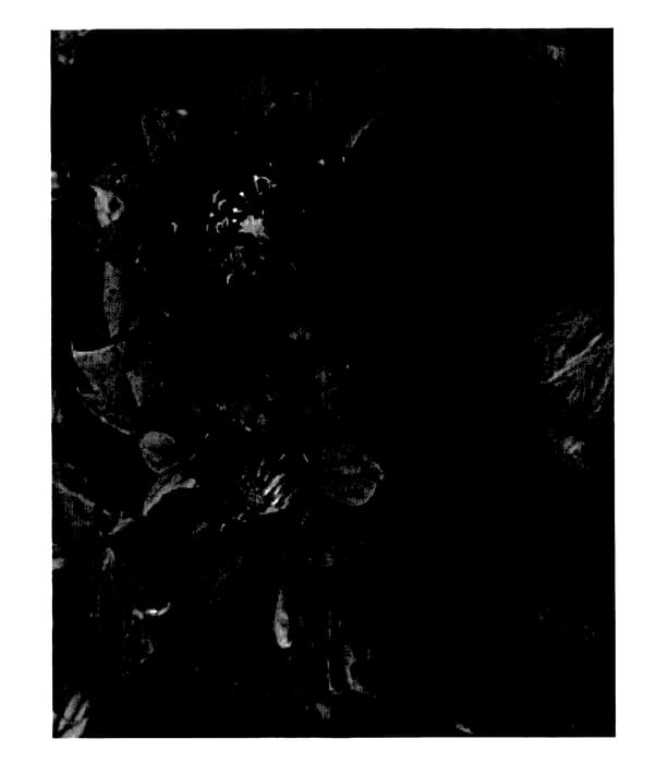 Figure 1 of US plant patent PP27666, the photograph of BFCCFLA printed in the patent.