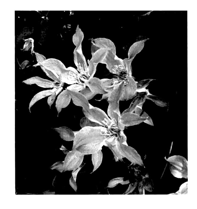 Figure 1 of US plant patent PP27667, the photograph of BFCCRAP printed in the patent.