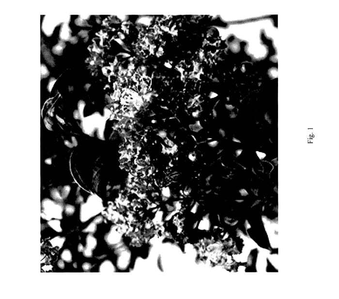 Figure 1 of US plant patent PP27668, the photograph of DELEF printed in the patent.