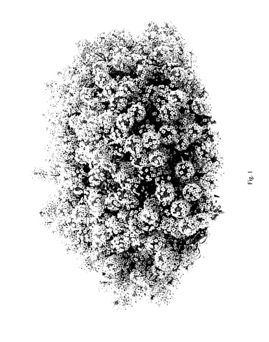 Figure 1 of US plant patent PP27669, the photograph of DLOBUBPINK printed in the patent.