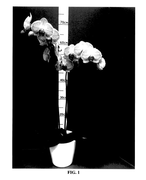 Figure 1 of US plant patent PP27670, the photograph of PHALCTOZYP printed in the patent.