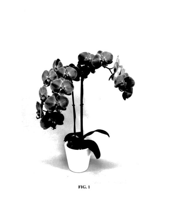 Figure 1 of US plant patent PP27671, the photograph of PHALDESBIM printed in the patent.