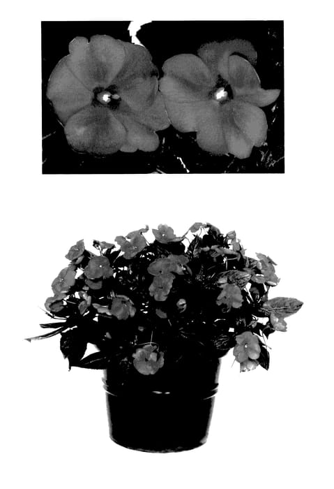 Figure 1 of US plant patent PP27672, the photograph of Duesspcoraur printed in the patent.