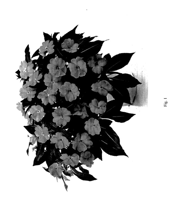 Figure 1 of US plant patent PP27673, the photograph of DHARSCLVDR printed in the patent.