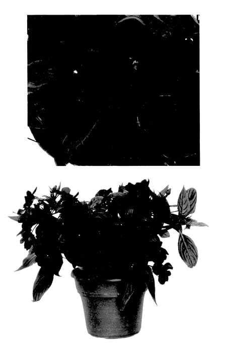 Figure 1 of US plant patent PP27674, the photograph of Duesspcherry printed in the patent.