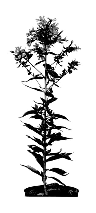 Figure 1 of US plant patent PP27675, the photograph of Cleopatra printed in the patent.