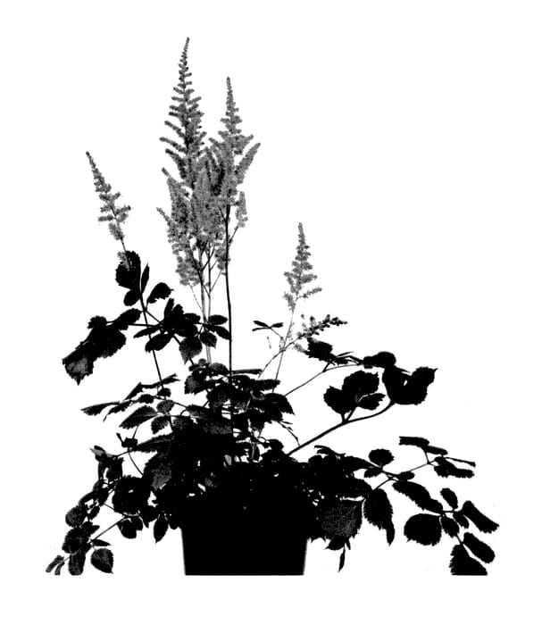 Figure 1 of US plant patent PP27676, the photograph of Chocolate Cherry printed in the patent.