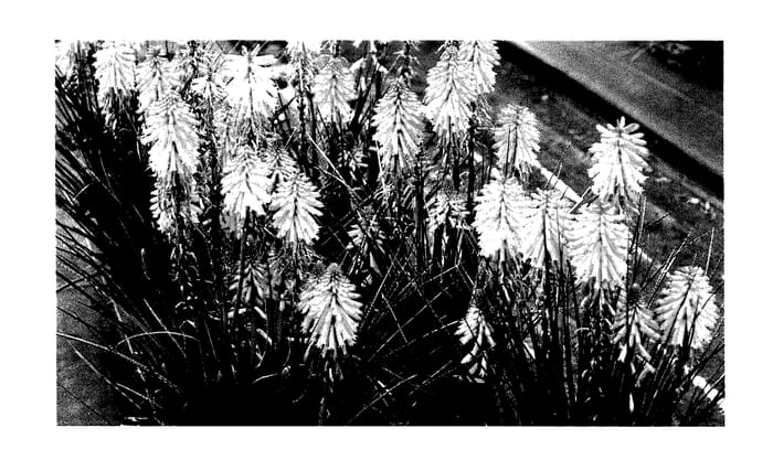 Figure 1 of US plant patent PP27677, the photograph of Poco Orange printed in the patent.