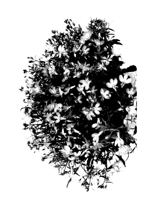 Figure 1 of US plant patent PP27678, the photograph of Duelobelcie15 printed in the patent.