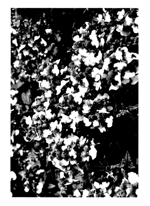 Figure 1 of US plant patent PP27679, the photograph of SUNJON 008 printed in the patent.
