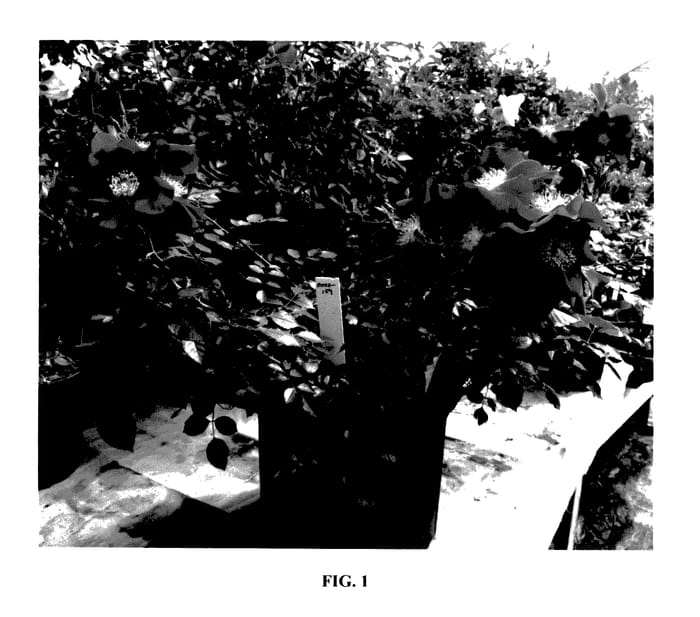 Figure 1 of US plant patent PP27680, the photograph of SFROSA159 printed in the patent.