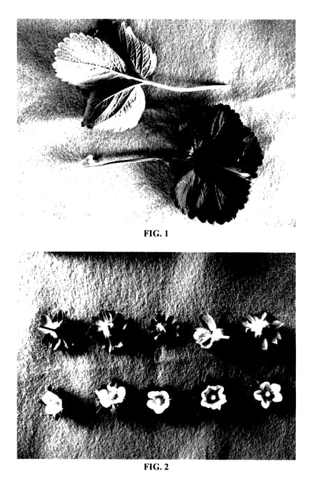 Figure 1 of US plant patent PP27682, the photograph of DrisStrawFortyNine printed in the patent.
