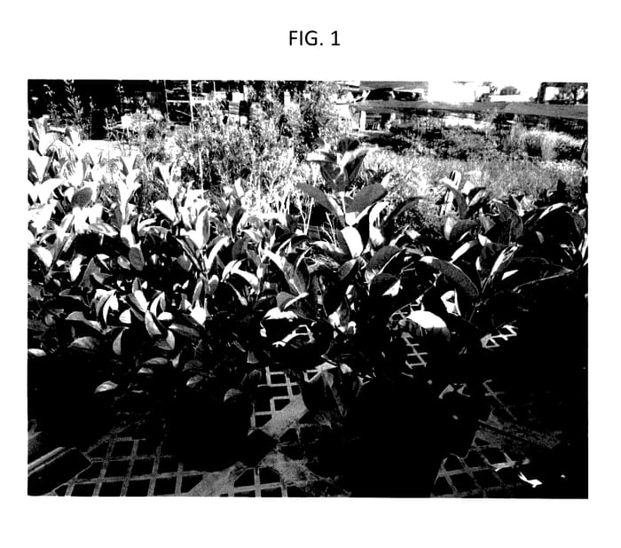 Figure 1 of US plant patent PP27683, the photograph of VOC1 printed in the patent.