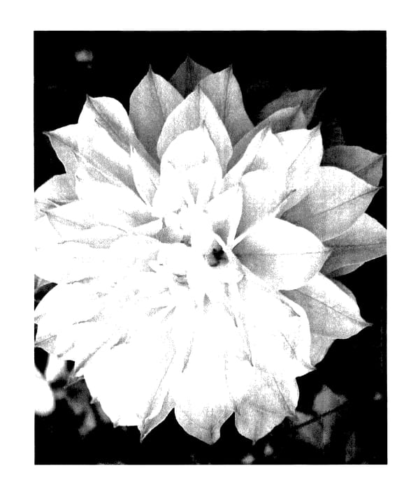 Figure 1 of US plant patent PP27684, the photograph of BFCCDEL printed in the patent.