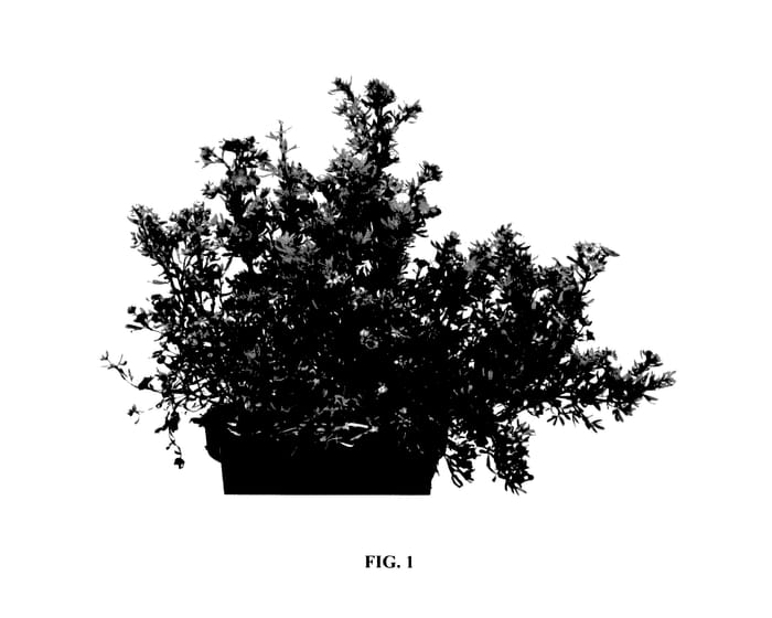Figure 1 of US plant patent PP27685, the photograph of Hachdon printed in the patent.