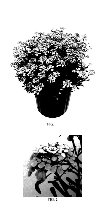 Figure 1 of US plant patent PP27686, the photograph of Lavish printed in the patent.