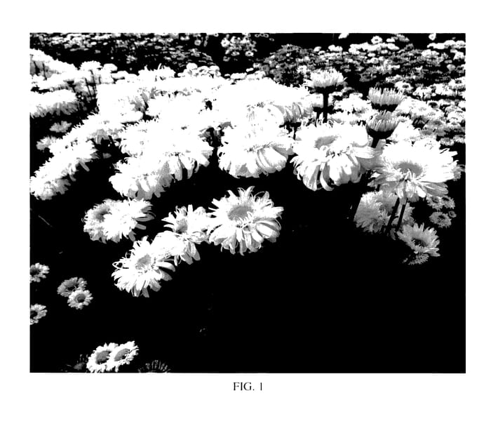 Figure 1 of US plant patent PP27687, the photograph of Real Charmer printed in the patent.