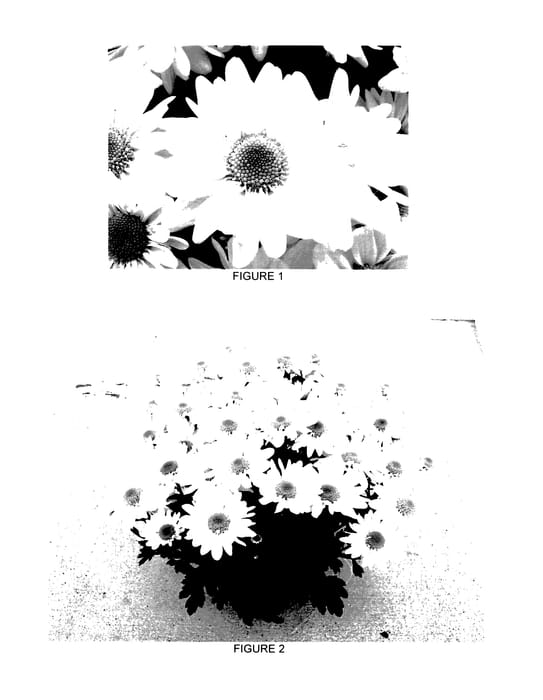 Figure 1 of US plant patent PP27688, the photograph of CIDZ0068 printed in the patent.