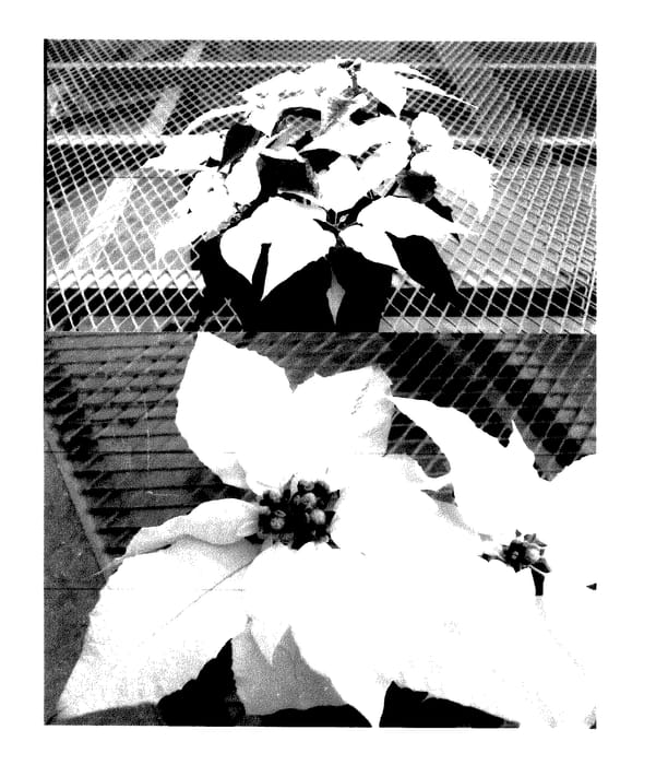 Figure 1 of US plant patent PP27689, the photograph of Bonpri 974 printed in the patent.