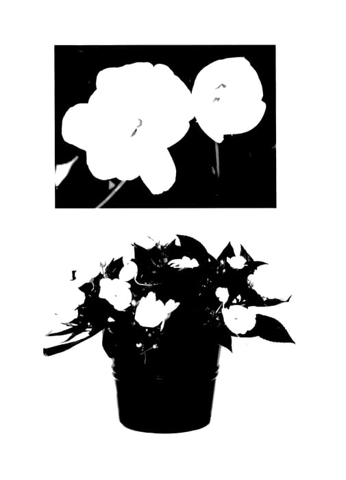 Figure 1 of US plant patent PP27690, the photograph of Duesspwhtcld printed in the patent.