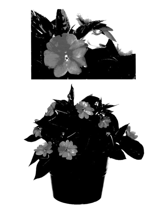 Figure 1 of US plant patent PP27691, the photograph of Duesspsal printed in the patent.