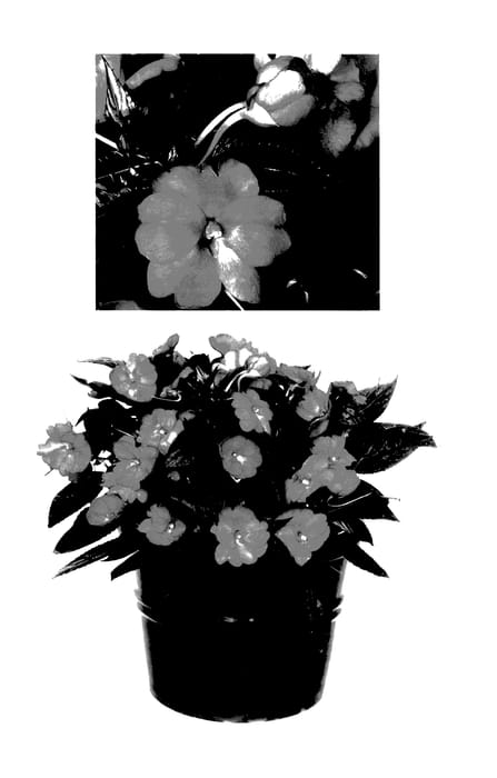Figure 1 of US plant patent PP27692, the photograph of Duessprosaur printed in the patent.
