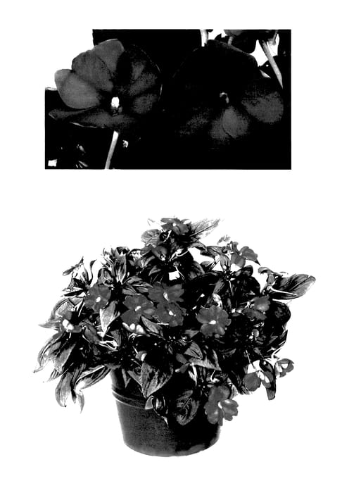 Figure 1 of US plant patent PP27693, the photograph of Duessphotpk printed in the patent.