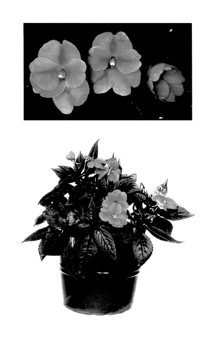 Figure 1 of US plant patent PP27694, the photograph of Duesspneon printed in the patent.