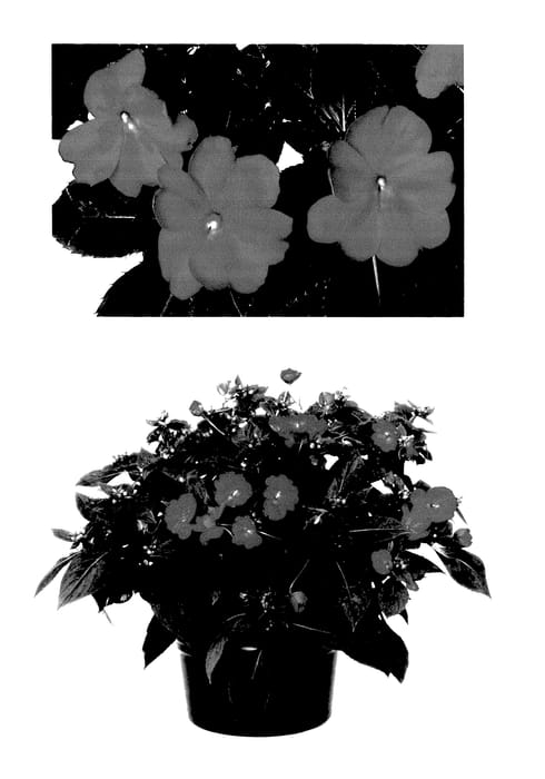 Figure 1 of US plant patent PP27695, the photograph of Duessplilbor printed in the patent.