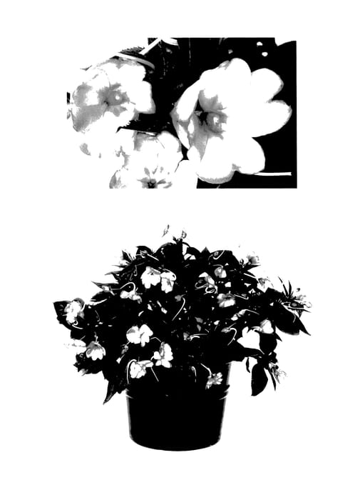 Figure 1 of US plant patent PP27696, the photograph of Duessplavaur printed in the patent.
