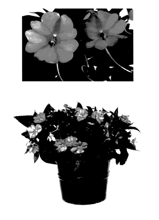 Figure 1 of US plant patent PP27697, the photograph of Duessplav printed in the patent.