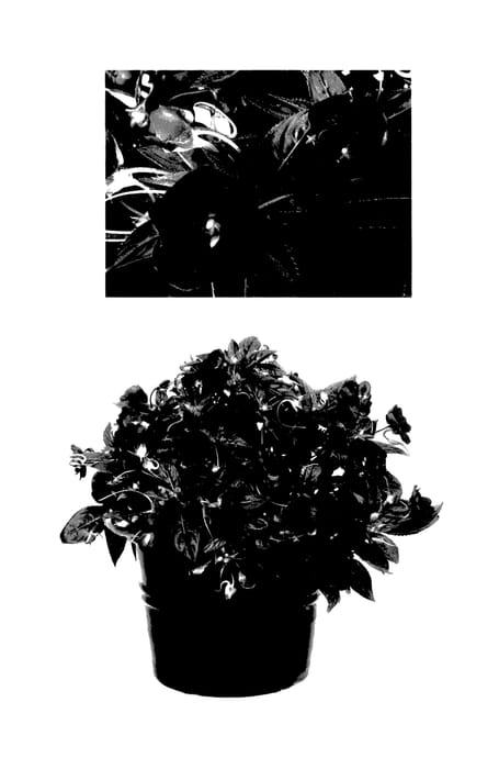 Figure 1 of US plant patent PP27698, the photograph of Duesspfire printed in the patent.