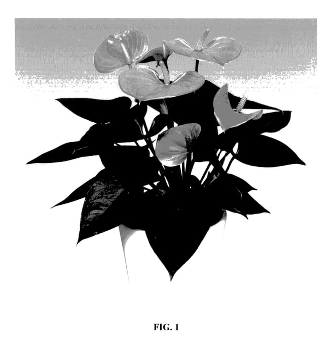 Figure 1 of US plant patent PP27699, the photograph of ANTHDATAM printed in the patent.