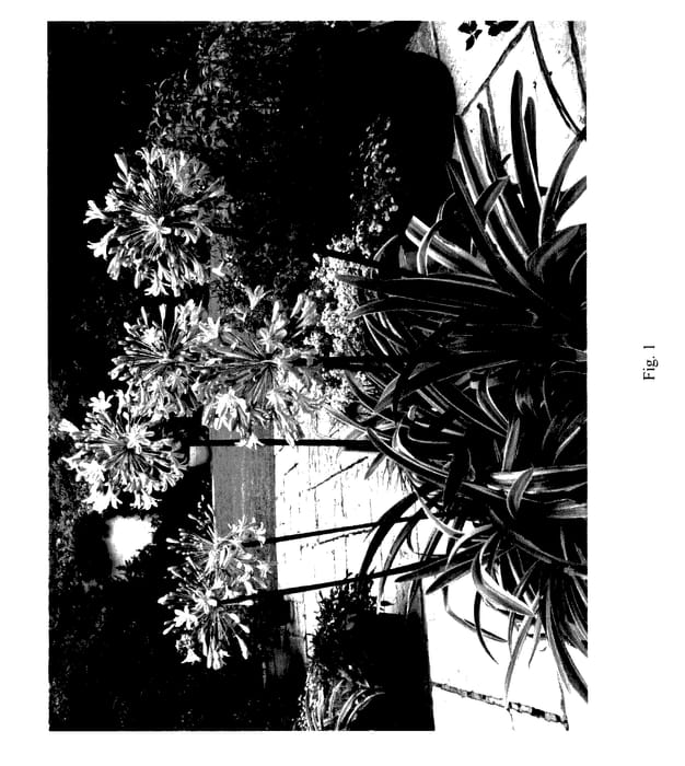 Figure 1 of US plant patent PP27700, the photograph of KEK 5006 printed in the patent.