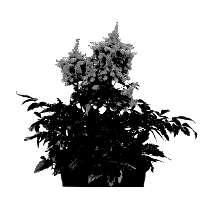 Figure 1 of US plant patent PP27701, the photograph of Versraspberry printed in the patent.