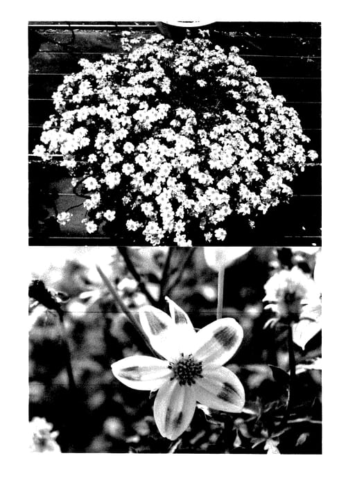 Figure 1 of US plant patent PP27702, the photograph of Sunbidevb 4 printed in the patent.