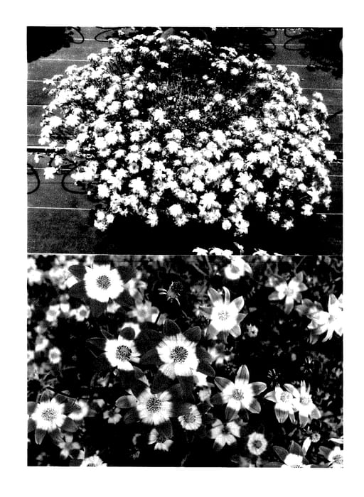 Figure 1 of US plant patent PP27703, the photograph of Sunbidevb 2 printed in the patent.