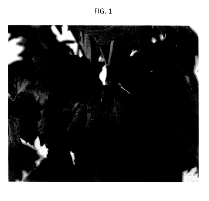 Figure 1 of US plant patent PP27704, the photograph of Coadelbol printed in the patent.