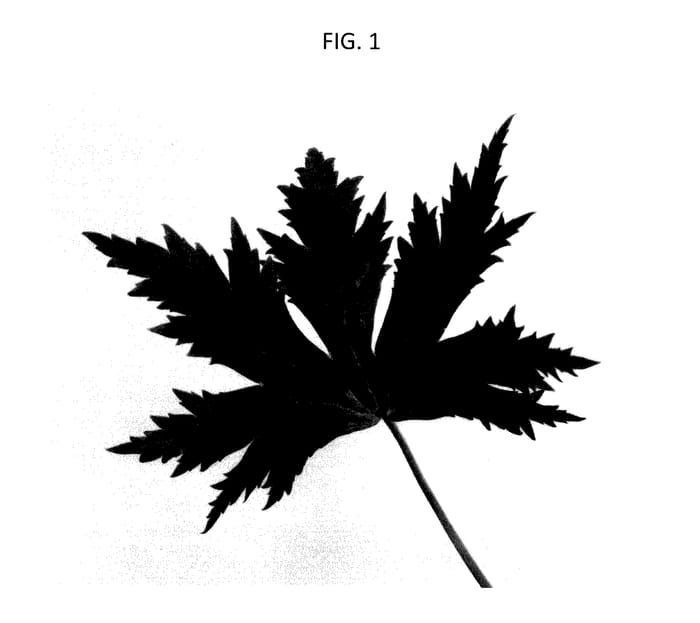 Figure 1 of US plant patent PP27705, the photograph of Coadelfla printed in the patent.
